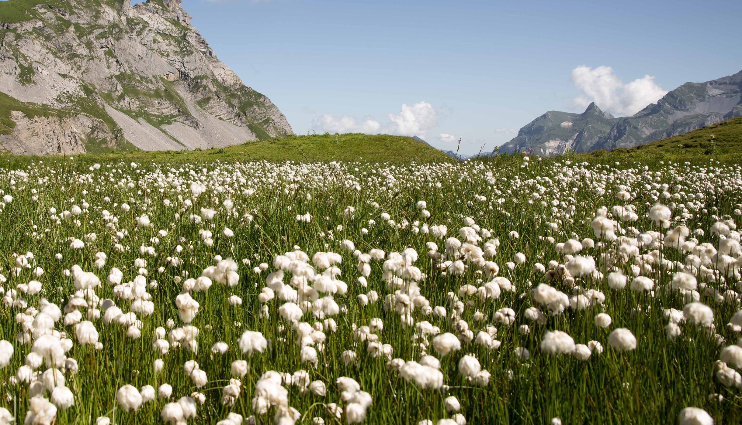 HET BESTE KATOEN VOOR JOU